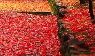 一首歌歌词里有岁月如梭 岁月如梭怀念在深秋