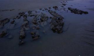 深沪海底古森林门票 深沪湾海底古森林