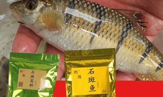 野生淡水石斑鱼