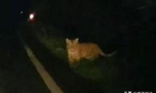 劳斯莱斯幻影有什么功能 劳斯莱斯堵应急通道