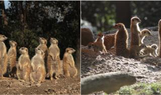 上海动物园儿童门票 上海动物园门票价格