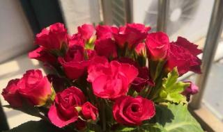 比佳的护肤品怎么样