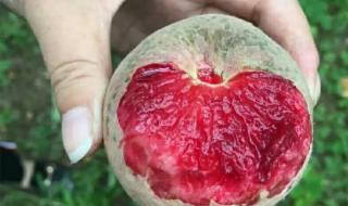 湘西的朱砂是真的吗 朱砂是哪里的特产