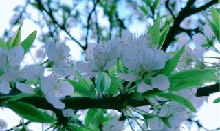 赞美春暖花开的句子 春暖花开的简短句子